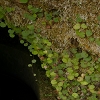Plants: image 49 Of 117 Thumb